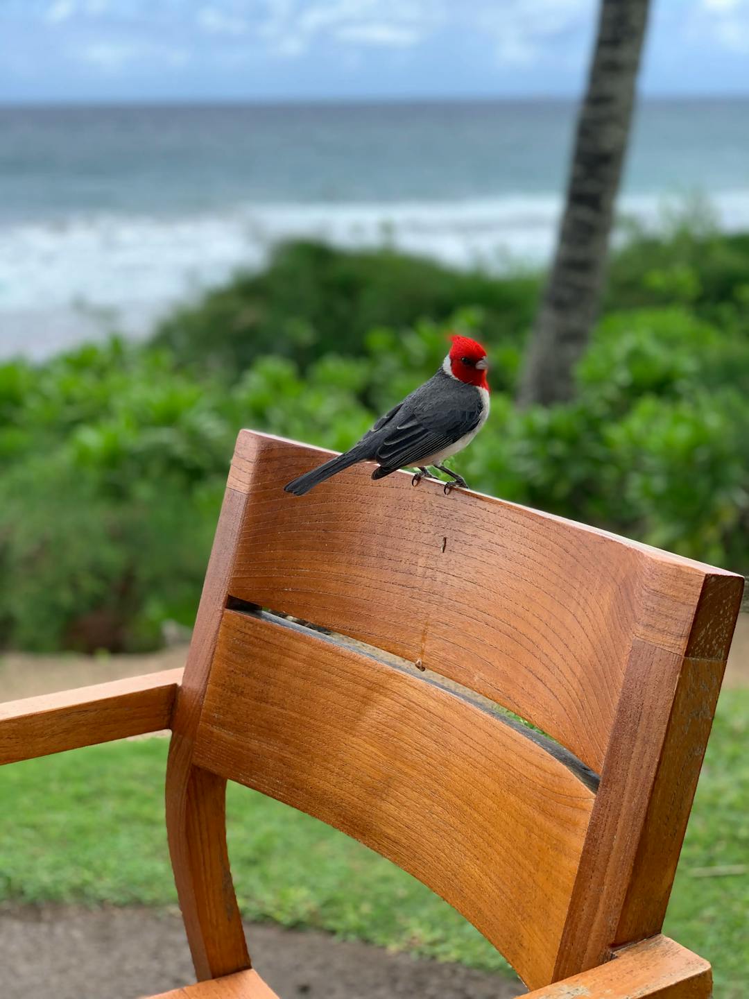 Bird perched atop a chair with the beach in the background
