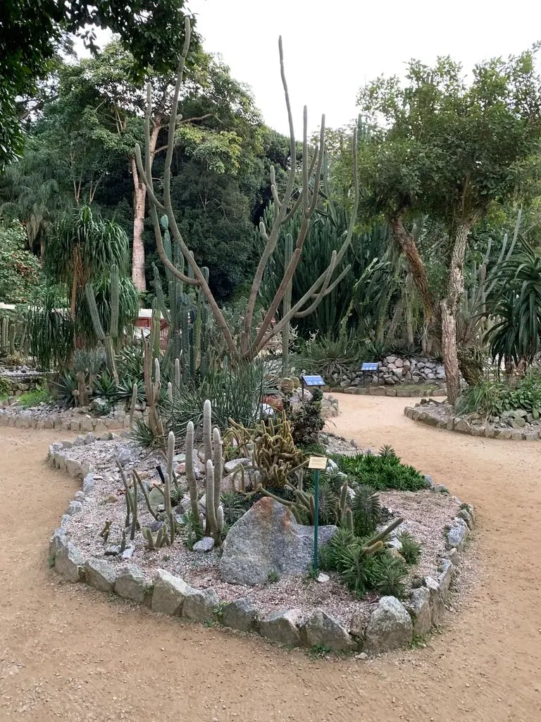 Multiple types of cactus in Jardim Botânico/Botanical Garden