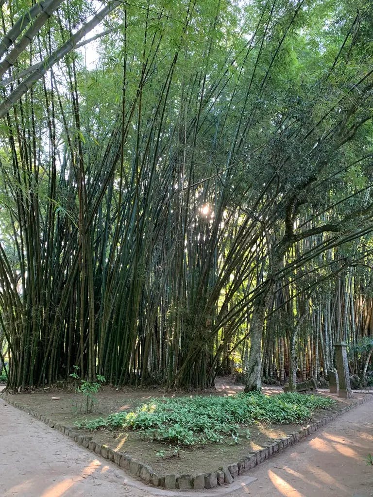 Fork in the road - Jardim Botânico/Botanical Garden
