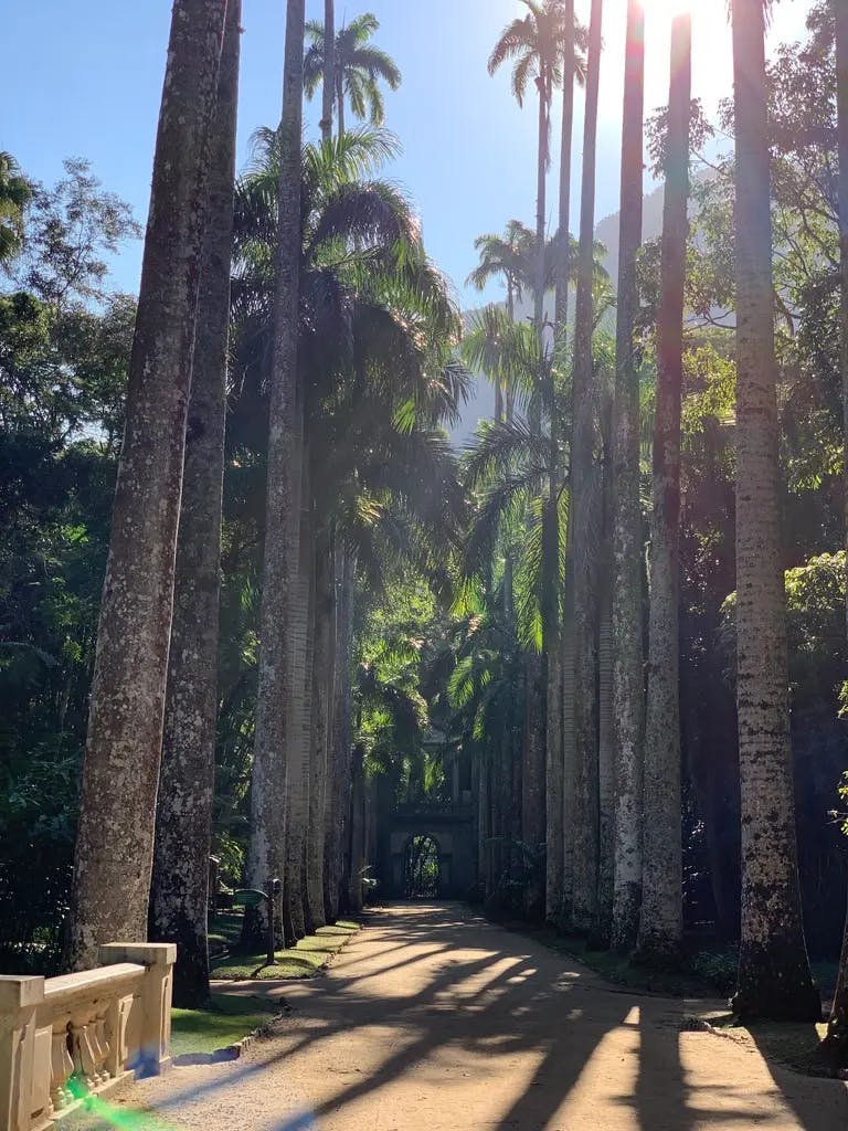 Tall palm tree-lined trail, Jardim Botânico/Botanical Garden