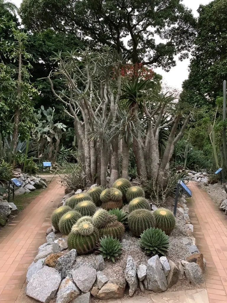 More cacti in Jardim Botânico/Botanical Garden