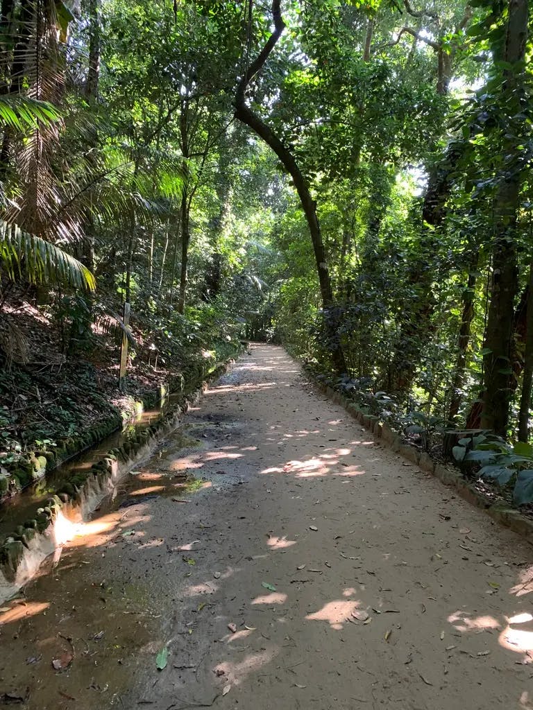 Tree-lined trail in Floresta da Tijuca - Jardim Botânico/Botanical Garden