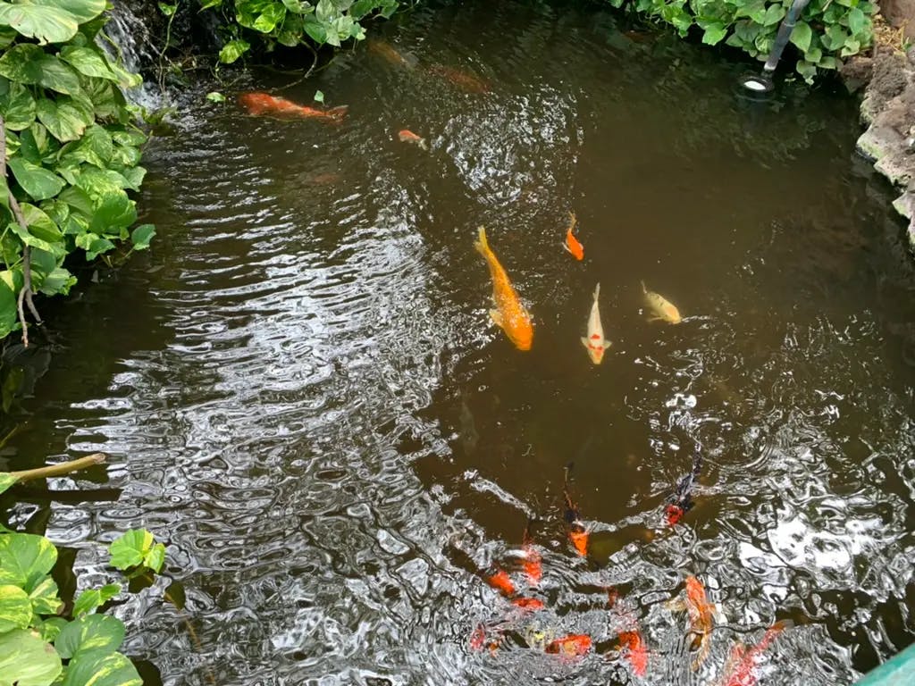 Happened upon a Koi Pond outside of a restaurant