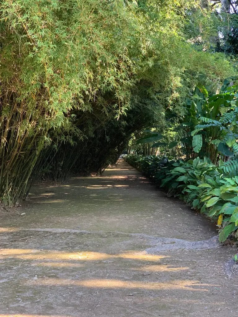 Brush-covered trail in Jardim Botanico